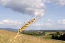 wheat 이미지 (98432558) - 게티이미지뱅크 wheat