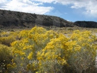desert foliage 이미지 (92973195) - 게티이미지뱅크 desert foliage