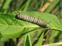 Monarch Larva 2 이미지 (139893817) - 게티이미지뱅크 Monarch Larva 2