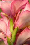 Pink gladioli 이미지 (139891294) - 게티이미지뱅크 Pink gladioli