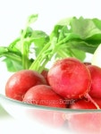 radish 이미지 (90845906) - 게티이미지뱅크 radish