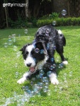 Dog with Bubbles 이미지 (139858421) - 게티이미지뱅크 Dog with Bubbles