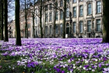 Spring in Holland 이미지 (92121209) - 게티이미지뱅크 Spring in Holland