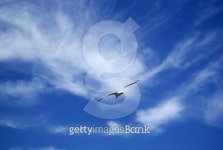 Free as a Bird 이미지 (90940122) - 게티이미지뱅크 Free as a Bird