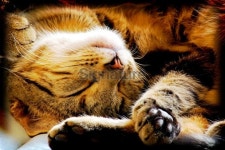 Kity Lomos  - Warm And Fuzzy 이미지 (115883518) - 게티이미지뱅크 Kity Lomos  - Warm And Fuzzy