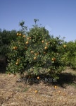 orange tree 이미지 (139900815) - 게티이미지뱅크 orange tree