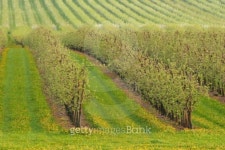 Plantation II 이미지 (93184393) - 게티이미지뱅크 Plantation II