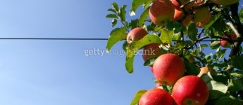 Apple Line 이미지 (139971399) - 게티이미지뱅크 Apple Line