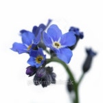 forget-me-not 이미지 (93257061) - 게티이미지뱅크 forget-me-not
