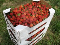 Flats of Strawberries 이미지 (139894450) - 게티이미지뱅크 Flats of Strawberries