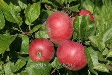 Apple tree overload 이미지 (139963227) - 게티이미지뱅크 Apple tree overload