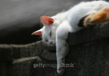 Lazy like Sunday morning 이미지 (92360305) - 게티이미지뱅크 Lazy like Sunday morning