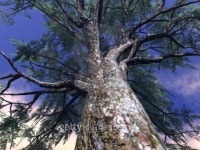 Tree 4 3 이미지 (93702551) - 게티이미지뱅크 Tree 4 3