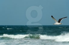 Free as a bird 이미지 (139979990) - 게티이미지뱅크 Free as a bird