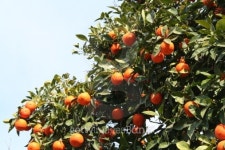 Oranges tree 이미지 (135725871) - 게티이미지뱅크 Oranges tree