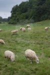 Sheep_landscape.jpg 이미지 (99143029) - 게티이미지뱅크 Sheep_landscape.jpg