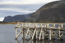 cormorant 이미지 (89283517) - 게티이미지뱅크 cormorant