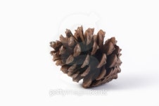Pine cone 이미지 (99022627) - 게티이미지뱅크 Pine cone