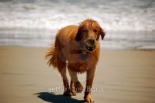 Good Dog! 이미지 (92968667) - 게티이미지뱅크 Good Dog!
