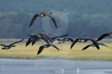 Geese in flight 이미지 (140271304) - 게티이미지뱅크 Geese in flight