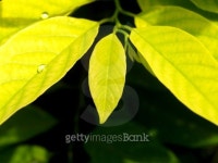 in green plant    8 이미지 (93621808) - 게티이미지뱅크 in green plant    8