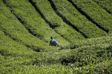 Tea harvest in Malaysia 이미지 (139994257) - 게티이미지뱅크 Tea harvest in Malaysia