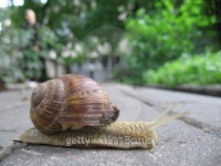 Snail trip 이미지 (90944581) - 게티이미지뱅크 Snail trip