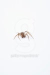 Lone Spider 이미지 (77740376) - 게티이미지뱅크 Lone Spider