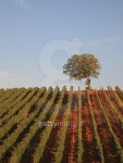 Tuscany Vineyard with Red Ground 이미지 (106559842) - 게티이미지뱅크 Tuscany Vineyard with Red Ground