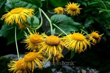 Yellow flowers bouquet 이미지 (99122429) - 게티이미지뱅크 Yellow flowers bouquet