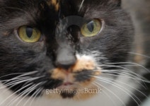 My Favourite Cat Again 이미지 (99073658) - 게티이미지뱅크 My Favourite Cat Again