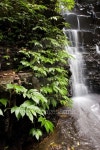 Falls and bush, Barrington Tops NP, NSW, Australia 이미지 (139870293) - 게티이미지뱅크 Falls and bush, Barrington Tops NP... 