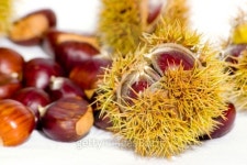 sweet chestnuts 이미지 (140235375) - 게티이미지뱅크 sweet chestnuts