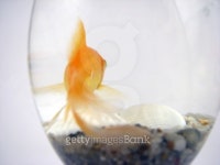 Gold Fish in glass 이미지 (99031336) - 게티이미지뱅크 Gold Fish in glass