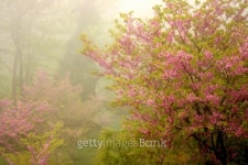 Dreamy Forest 이미지 (92112438) - 게티이미지뱅크 Dreamy Forest