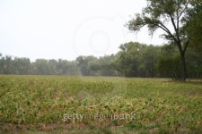 Drought Affected Corn 이미지 (96900674) - 게티이미지뱅크 Drought Affected Corn