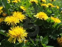 Solar dandelions 이미지 (139885227) - 게티이미지뱅크 Solar dandelions