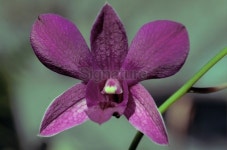 Dendrobium Hybrid Orchid Bloom 이미지 (183257003) - 게티이미지뱅크 Dendrobium Hybrid Orchid Bloom