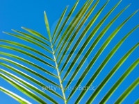 Palm 2 이미지 (99125716) - 게티이미지뱅크 Palm 2