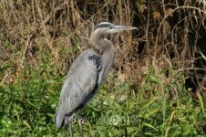 Great Blue Heron2 이미지 (95338844) - 게티이미지뱅크 Great Blue Heron2