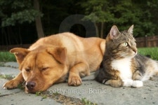 Dog and Cat 이미지 (139971734) - 게티이미지뱅크 Dog and Cat