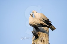 Pair of Doves 이미지 (178524011) - 게티이미지뱅크 Pair of Doves