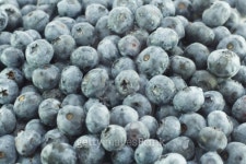 Blueberries 이미지 (90847971) - 게티이미지뱅크 Blueberries