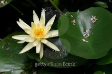 Water lily 이미지 (92189660) - 게티이미지뱅크 Water lily