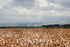 Israel Cotton field 이미지 (90921717) - 게티이미지뱅크 Israel Cotton field