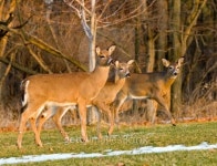 Three Does in Golden Light 이미지 (92989977) - 게티이미지뱅크 Three Does in Golden Light