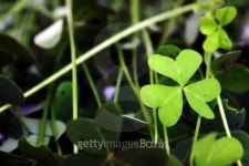 clover leafs 10 이미지 (99023961) - 게티이미지뱅크 clover leafs 10