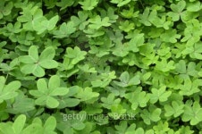 Clover Batch 이미지 (96637798) - 게티이미지뱅크 Clover Batch