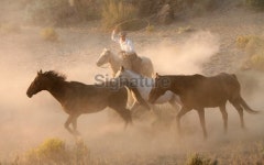 cowboys and wranglers 26 이미지 (172129747) - 게티이미지뱅크 cowboys and wranglers 26
