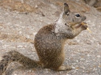 hungry Squirrel 이미지 (90938158) - 게티이미지뱅크 hungry Squirrel